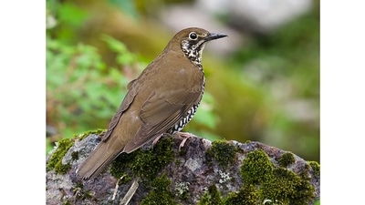 The Himalayan forest thrush: In 2016, the Himalayan forest thrush (Zoothera salimalii) became the first bird species to be described in India in 10 years, and only the fourth since Independence. It is also the first bird species named in honour of legendary Indian ornithologist Salim Ali. It was first identified back in 1999 by its peculiarly melodic call, which researchers Per Alström and Shashank Dalvi heard. They spent the next few years looking for it, and followed this up with a detailed study of similar birds from around the world. (Craig Brelsford via Wikimedia Commons ) The Himalayan forest thrush: In 2016, the Himalayan forest thrush (Zoothera salimalii) became the first bird species to be described in India in 10 years, and only the fourth since Independence. It is also the first bird species named in honour of legendary Indian ornithologist Salim Ali. It was first identified back in 1999 by its peculiarly melodic call, which researchers Per Alström and Shashank Dalvi heard. They spent the next few years looking for it, and followed this up with a detailed study of similar birds from around the world. (Craig Brelsford via Wikimedia Commons )