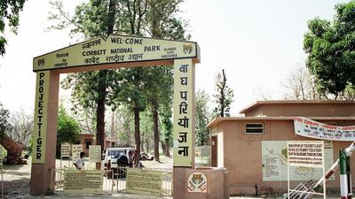 The Uttarakhand forest department has also asked the bureaucrat to probe the role of forest officials in felling of trees in Corbett. (HT file photo)
