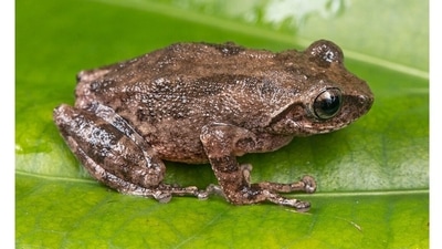 A frog from the Eastern Ghats: The Raorchestes kollimalai is a new species of bush frog from the understudied Eastern Ghats. Apart from its physical features and geographic data, the clinching factor in identifying it was call-acoustics. Frogs are active on torrential monsoon nights, and while in the field on one such night, the scientists found that one of the calls they were hearing was different and previously undescribed. The frog has been named for the Kolli hills of Tamil Nadu, where it was first found. (Photo courtesy Zeeshan Mirza) A frog from the Eastern Ghats: The Raorchestes kollimalai is a new species of bush frog from the understudied Eastern Ghats. Apart from its physical features and geographic data, the clinching factor in identifying it was call-acoustics. Frogs are active on torrential monsoon nights, and while in the field on one such night, the scientists found that one of the calls they were hearing was different and previously undescribed. The frog has been named for the Kolli hills of Tamil Nadu, where it was first found. (Photo courtesy Zeeshan Mirza)