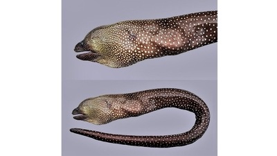 New species of moray eel from the Andaman and Nicobar Islands: A new white-spotted moray eel (Gymnothorax aurocephalus) was discovered off the Swaraj Deep islands. Moray eels, including the new find, are almost exclusively marine, and characterized by irregular white spots on their body. Unlike the others in its genus, the G. aurocephalus is a chocolate brown with golden skin shadings. It also has pointed and serrated jaw teeth. (Photo courtesy K K Bineesh) New species of moray eel from the Andaman and Nicobar Islands: A new white-spotted moray eel (Gymnothorax aurocephalus) was discovered off the Swaraj Deep islands. Moray eels, including the new find, are almost exclusively marine, and characterized by irregular white spots on their body. Unlike the others in its genus, the G. aurocephalus is a chocolate brown with golden skin shadings. It also has pointed and serrated jaw teeth. (Photo courtesy K K Bineesh)