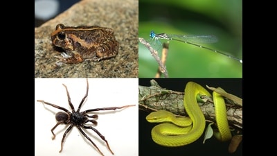 (Clockwise from top left) A burrowing frog discovered not far from Bengaluru, a blue-in-the-face damselfly, a snake with a Hogwarts connection, and a new species of trapdoor spider are some of the recent discoveries that were named in 2020 across India. (Clockwise from top left) A burrowing frog discovered not far from Bengaluru, a blue-in-the-face damselfly, a snake with a Hogwarts connection, and a new species of trapdoor spider are some of the recent discoveries that were named in 2020 across India.