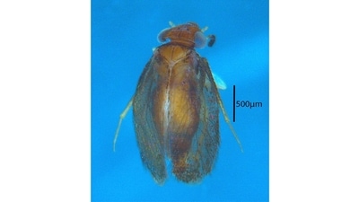 Barklice from the Western Ghats: Of the 400-odd discoveries made last year, one belonged to the order of microscopic insects (booklice, barkflies, etc). The Soa papanasam is a species of barklice (named so because they typically feed on algae and lichen on trees) found in the Kalakkad Mundanthurai Tiger Reserve and Meghamalai Wildlife Sanctuary in Tamil Nadu. This is the first species of the genus Soa described from India. (Photo courtesy KA Subramanian) Barklice from the Western Ghats: Of the 400-odd discoveries made last year, one belonged to the order of microscopic insects (booklice, barkflies, etc). The Soa papanasam is a species of barklice (named so because they typically feed on algae and lichen on trees) found in the Kalakkad Mundanthurai Tiger Reserve and Meghamalai Wildlife Sanctuary in Tamil Nadu. This is the first species of the genus Soa described from India. (Photo courtesy KA Subramanian)