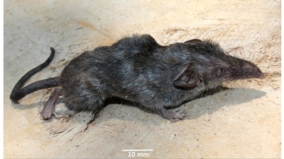The Narcondam white-toothed shrew: In a rare find, researchers from the Zoological Survey of India discovered the first new mammal in India in over 40 years. It was officially described in the journal Scientific Reports this year. The white-toothed shrew (Crocidura narcondamica) was found on the remote Narcondam island in the Andaman and Nicobar archipelago. It is an endemic, insectivorous, rat-like creature, not to be mistaken for the Andaman shrew or the Nicobar shrew, both of which belong to the same Crocidura genus. (Devanshu Gupta via Wikimedia Commons) The Narcondam white-toothed shrew: In a rare find, researchers from the Zoological Survey of India discovered the first new mammal in India in over 40 years. It was officially described in the journal Scientific Reports this year. The white-toothed shrew (Crocidura narcondamica) was found on the remote Narcondam island in the Andaman and Nicobar archipelago. It is an endemic, insectivorous, rat-like creature, not to be mistaken for the Andaman shrew or the Nicobar shrew, both of which belong to the same Crocidura genus. (Devanshu Gupta via Wikimedia Commons)