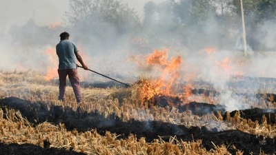 On November 4, 3,032 farm fire events were captured by satellite in Punjab. (AFP) On November 4, 3,032 farm fire events were captured by satellite in Punjab. (AFP)