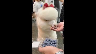 This alpaca is seen wearing a bow and eating blueberries from a person's hand.&nbsp; (instagram/@lovely_alpacas)