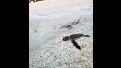 An adorable baby sea turtle takes its first swim in Australia.&nbsp; (instagram/@aleksmutated)