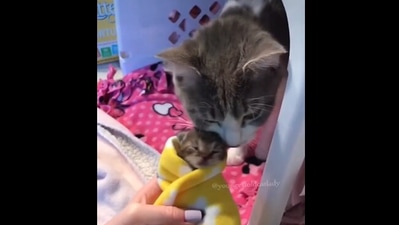 Cat meets kitten ‘purrito’ and gives endless snuggles,&nbsp; (instagram/@youngestoldcatlady)
