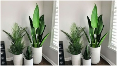 Let them know that you care about them. Gift them indoor plants that will purify the air they breathe in. (https://in.pinterest.com/)