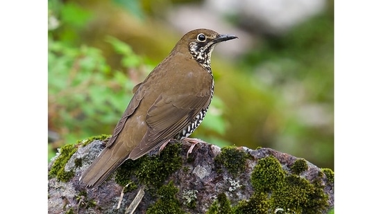 The Himalayan forest thrush: In 2016, the Himalayan forest thrush (Zoothera salimalii) became the first bird species to be described in India in 10 years, and only the fourth since Independence. It is also the first bird species named in honour of legendary Indian ornithologist Salim Ali. It was first identified back in 1999 by its peculiarly melodic call, which researchers Per Alström and Shashank Dalvi heard. They spent the next few years looking for it, and followed this up with a detailed study of similar birds from around the world.(Craig Brelsford via Wikimedia Commons )