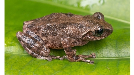 A frog from the Eastern Ghats: The Raorchestes kollimalai is a new species of bush frog from the understudied Eastern Ghats. Apart from its physical features and geographic data, the clinching factor in identifying it was call-acoustics. Frogs are active on torrential monsoon nights, and while in the field on one such night, the scientists found that one of the calls they were hearing was different and previously undescribed. The frog has been named for the Kolli hills of Tamil Nadu, where it was first found.(Photo courtesy Zeeshan Mirza)