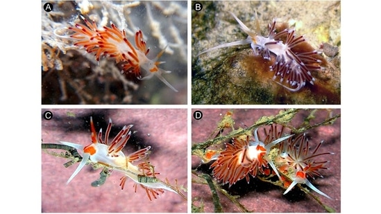 Sea slugs from Maharashtra &amp; Gujarat: The Cratena poshitraensis (images A and B) has been named after the Poshitra region in Gujarat and the Cratena pawarshindeorum (images C and D), which was found on the rocky intertidal shores of Uran and spreads across the shores of Mumbai, was named after Rajendra Pawar and Vishwas Shinde, researchers from the Bombay Natural History Society (BNHS), for their contributions to the study of sea slugs.