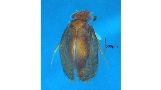 Barklice from the Western Ghats: Of the 400-odd discoveries made last year, one belonged to the order of microscopic insects (booklice, barkflies, etc). The Soa papanasam is a species of barklice (named so because they typically feed on algae and lichen on trees) found in the Kalakkad Mundanthurai Tiger Reserve and Meghamalai Wildlife Sanctuary in Tamil Nadu. This is the first species of the genus Soa described from India. &nbsp;(Photo courtesy KA Subramanian)