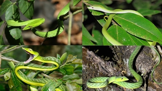 Vine snakes in the Western Ghats: In a revolutionary moment for reptilian taxonomy, researchers found that the commonly occurring green vine snake (Ahaetulla nasuta) from the Western Ghats was actually four distinct species. Clockwise from top left, they are the Northern Western Ghats vine snake (Ahaetulla borealis), Farnsworth’s vine snake (Ahaetulla farnsworthi), Malabar vine snake (Ahaetulla malabarica) and Wall’s vine snake (Ahaetulla isabellina). They look similar but are separated by ecological and geographical barriers. (Photo courtesy Ashok Kumar Mallik)