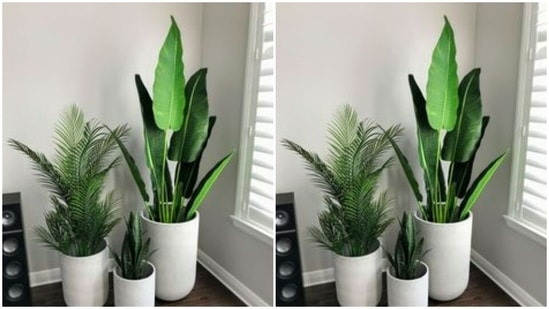 Let them know that you care about them. Gift them indoor plants that will purify the air they breathe in.(https://in.pinterest.com/)