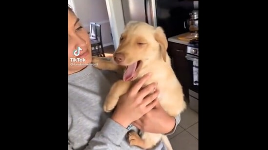 One of the dogs who engage in a yawning duel as its ‘hooman’ holds it.&nbsp;(twitter/@dog_rates)