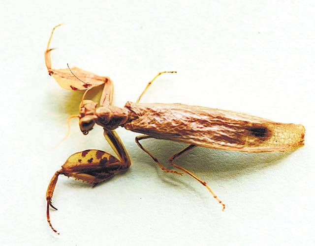 This new species of praying mantis was described based on a specimen collected over 100 years ago by British zoologist James Wood-Mason. (Photo courtesy G Srinivasan) This new species of praying mantis was described based on a specimen collected over 100 years ago by British zoologist James Wood-Mason. (Photo courtesy G Srinivasan)