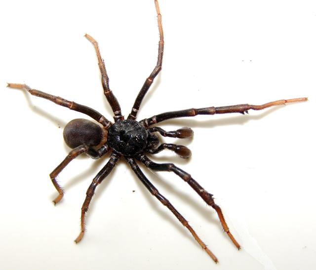 This trapdoor spider found in Maharashtra was named after Indian arachnologist Ganesh Vankhede. (Photo courtesy Manju Siliwal) This trapdoor spider found in Maharashtra was named after Indian arachnologist Ganesh Vankhede. (Photo courtesy Manju Siliwal)