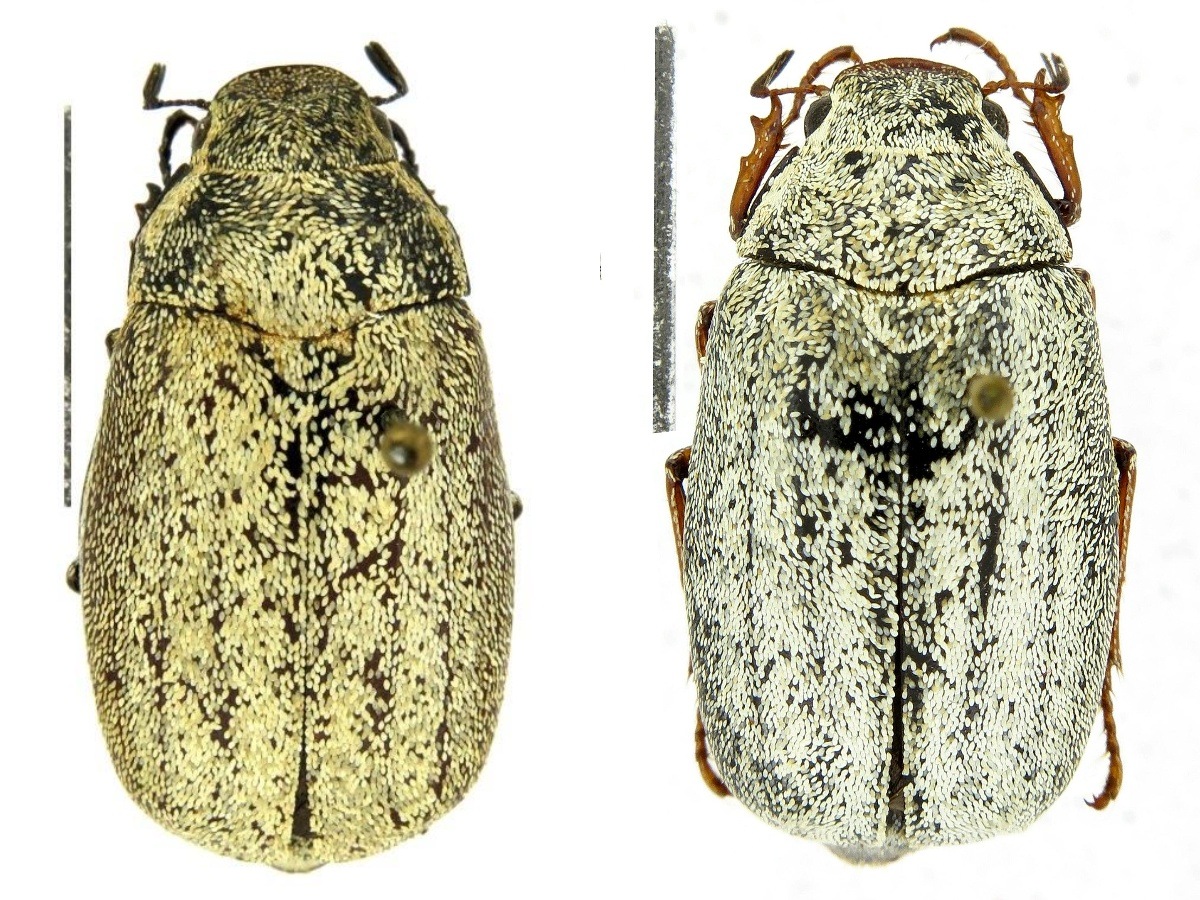 Specimens of these beetles were first collected during Himalayan expeditions carried out between 1980 and 2000. (Photo courtesy Guido Sabatinelli) Specimens of these beetles were first collected during Himalayan expeditions carried out between 1980 and 2000. (Photo courtesy Guido Sabatinelli)