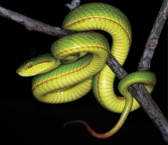 The Trimeresurus salazar is named after the founder of the Slytherin house in Harry Potter.Its most distinctive feature is a thin orange seam that runs all the way down its body. (Photo courtesy Zeeshan Mirza) The Trimeresurus salazar is named after the founder of the Slytherin house in Harry Potter.Its most distinctive feature is a thin orange seam that runs all the way down its body. (Photo courtesy Zeeshan Mirza)