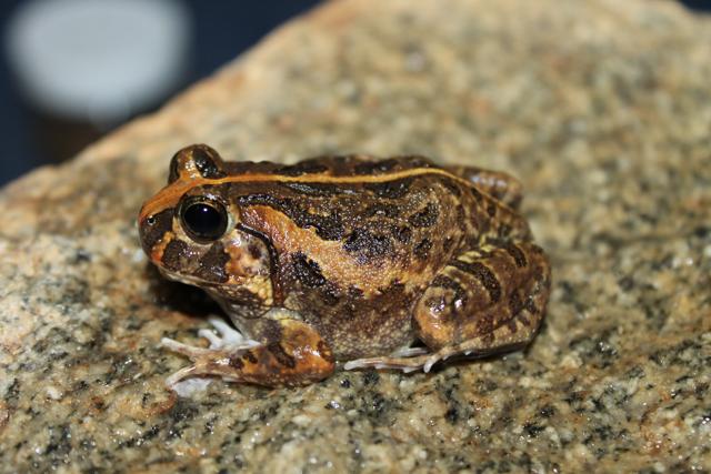 This burrowing frog is about 5 cm in size, stumpy, with patterns of dark brown and black splotches on its back. (Photo courtesy Deepak P) This burrowing frog is about 5 cm in size, stumpy, with patterns of dark brown and black splotches on its back. (Photo courtesy Deepak P)