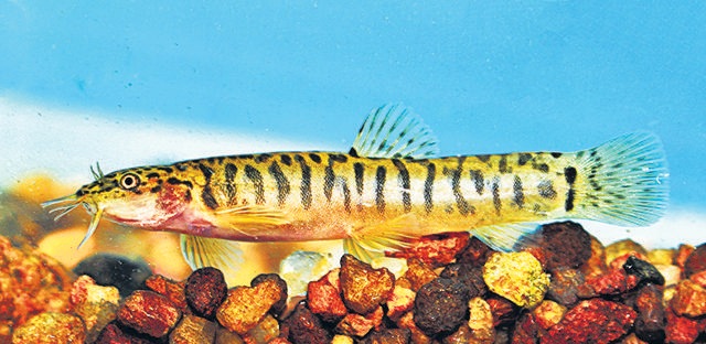 This tiny fish, typically less than 2 inches long, was first spotted in 2015 in the Kawal Tiger Reserve, in a small seasonal tributary of the Godavari River. (Courtesy: Kante Krishna Prasad) This tiny fish, typically less than 2 inches long, was first spotted in 2015 in the Kawal Tiger Reserve, in a small seasonal tributary of the Godavari River. (Courtesy: Kante Krishna Prasad)
