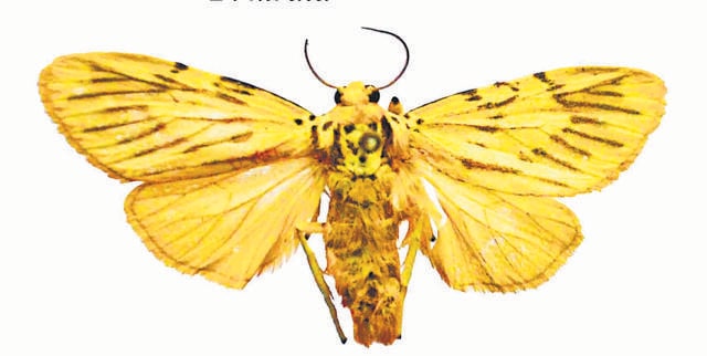 This mothoccurs in two colours, a commonly found red and black variety from the Himalayan region and the rarer yellow variety (above) found in the Eastern Ghats. (Photo courtesy Navneet Singh) This mothoccurs in two colours, a commonly found red and black variety from the Himalayan region and the rarer yellow variety (above) found in the Eastern Ghats. (Photo courtesy Navneet Singh)