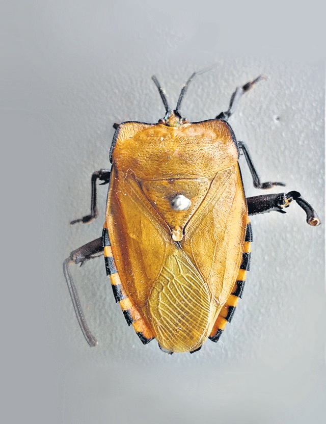 This moderately large bug is typically about 30 mm in length, with unusual colouring of yellow brown and dark emerald green. (Photo courtesy Hemant Ghate) This moderately large bug is typically about 30 mm in length, with unusual colouring of yellow brown and dark emerald green. (Photo courtesy Hemant Ghate)