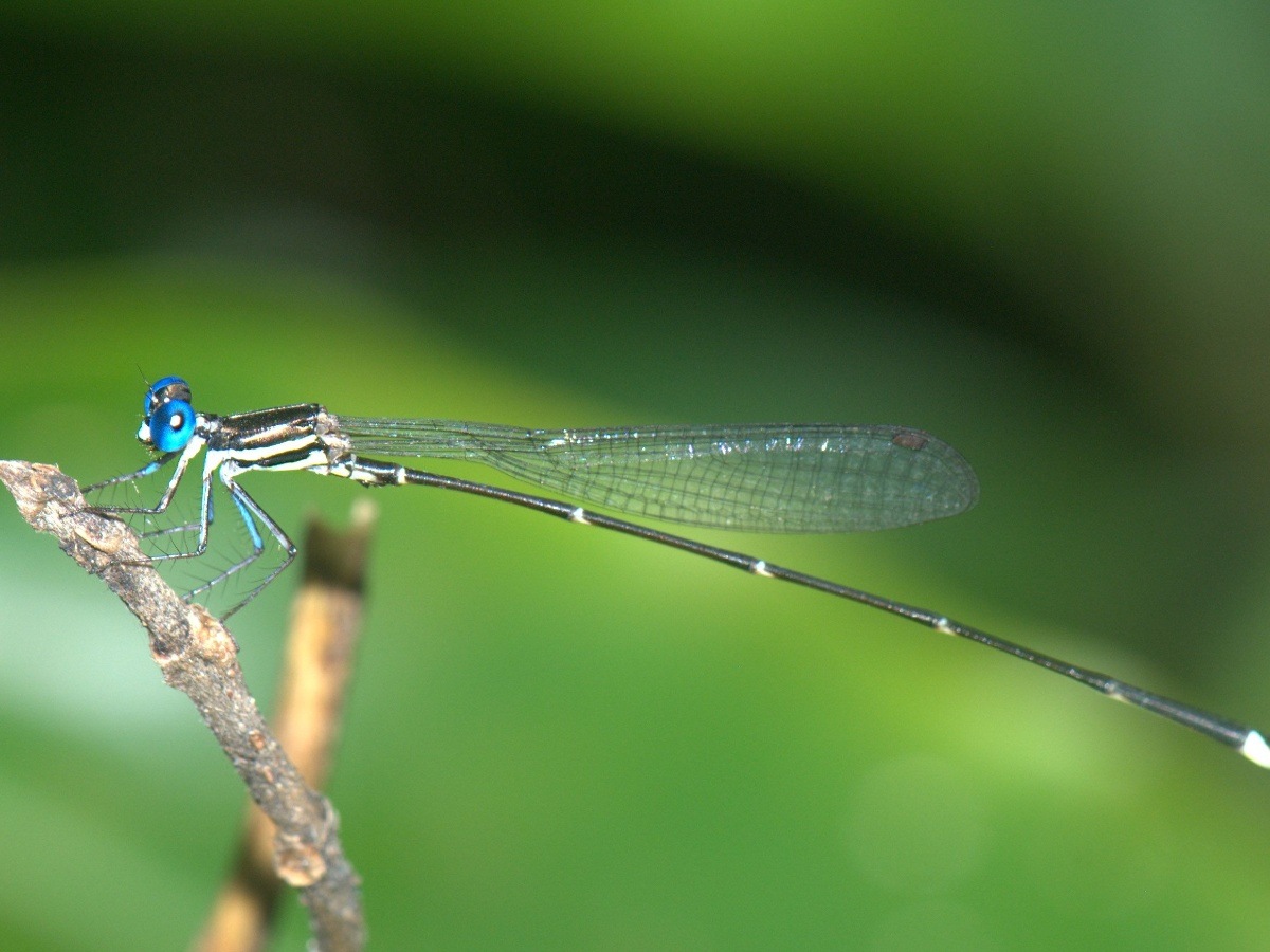 The Protisticta cyanofemora was named for its characteristic cyan face and legs. (Photo courtesy KA Subramanian) The Protisticta cyanofemora was named for its characteristic cyan face and legs. (Photo courtesy KA Subramanian)