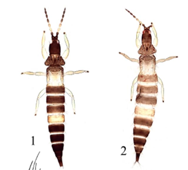 These creatures have been named after Laurence Mound, an Australian scientist who has contributed immensely to the study of thrips globally. (Photo courtesy Kaomud Tyagi) These creatures have been named after Laurence Mound, an Australian scientist who has contributed immensely to the study of thrips globally. (Photo courtesy Kaomud Tyagi)