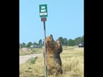 Bear scratching an itch on a signpost which says - “do not enter”.(tiktok/@jcruzalvarez26) Bear scratching an itch on a signpost which says - “do not enter”.(tiktok/@jcruzalvarez26)
