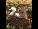 A cute duck and bunny rabbit sitting in a picnic basket. (instagram/@oniwano_haru) A cute duck and bunny rabbit sitting in a picnic basket. (instagram/@oniwano_haru)