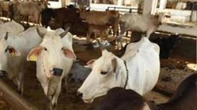 Ten cattle died due to foot and mouth disease at Ladda village near Sangrur town.