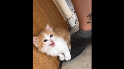 Kitten sits on mom's foot and meows to stop her from going out. (instagram/@cats_yye) Kitten sits on mom's foot and meows to stop her from going out. (instagram/@cats_yye)