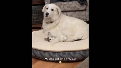 The dog sits on this cat who simply resigns to its fate. (instagram/@weadoredogs) The dog sits on this cat who simply resigns to its fate. (instagram/@weadoredogs)