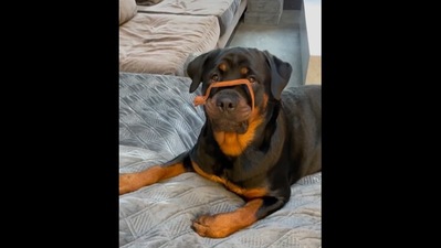 This Rottweiler might be a good doggo but a questionable guard dog.&nbsp; (instagram/@harleybear_therottie)