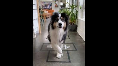 Secret the doggo, after successfully completing a game of hopscotch in preparation for ‘Squid Game’. (instagram/@my_aussie_gal)