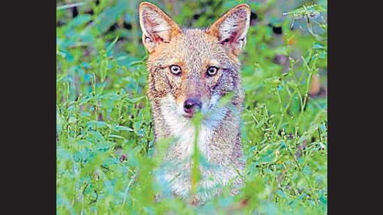 A Golden jackal at Sukhna. (PHOTO: MUNISH JAUHAR) A Golden jackal at Sukhna. (PHOTO: MUNISH JAUHAR)