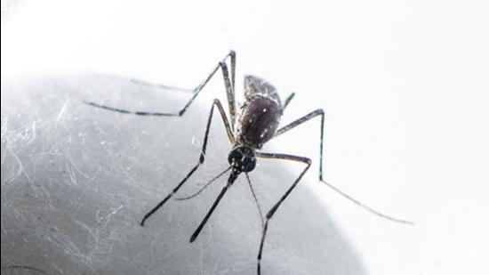 A mosquito-borne viral, the dengues cases peak between September and November every year. The total number of cases in Mohali this year has reached 3,168, followed by 1,035 in Chandigarh and 676 in Panchkula. (Satish Bate/HT PHOTO)