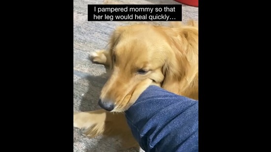 ‘Guardian angel’ golden retriever doggo Olive - taking care of hooman mom's leg. (instagram/@olivesetty) ‘Guardian angel’ golden retriever doggo Olive - taking care of hooman mom's leg. (instagram/@olivesetty)