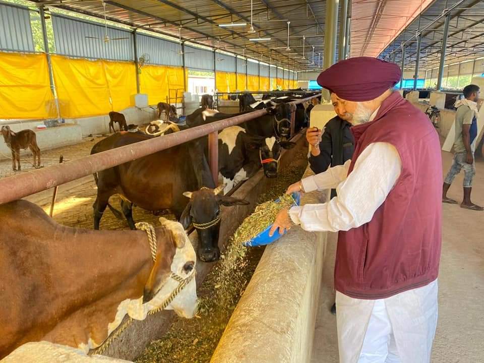 Former Punjab minister Balbir Singh Sidhu feeding cows at the gaushala (cow shelter) in Mohali on Diwali. (HT Photo) Former Punjab minister Balbir Singh Sidhu feeding cows at the gaushala (cow shelter) in Mohali on Diwali. (HT Photo)