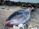 The whale would be pulled to an area where they could carry out an autopsy on Tuesday (Photo by BERNARD BARRON / AFP)(AFP) The whale would be pulled to an area where they could carry out an autopsy on Tuesday (Photo by BERNARD BARRON / AFP)(AFP)