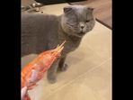 Cat hates shrimp so much that it gags. (instagram/@my_cat_baron ) Cat hates shrimp so much that it gags. (instagram/@my_cat_baron )