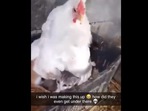 This mother hen is seen brooding on kittens instead of chicks. (instagram/@viral_cute_cat) This mother hen is seen brooding on kittens instead of chicks. (instagram/@viral_cute_cat)