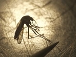 Zika virus: 10 fresh cases reported in Kanpur; tally rises to 89(HT File) Zika virus: 10 fresh cases reported in Kanpur; tally rises to 89(HT File)