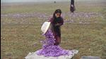 A girl collects saffron flowers after plucking them at a farm in Pampore. Saffron bloom in Kashmir has again raised the hopes of a good harvest for the second consecutive year. (Waseem Andrabi/ HT) A girl collects saffron flowers after plucking them at a farm in Pampore. Saffron bloom in Kashmir has again raised the hopes of a good harvest for the second consecutive year. (Waseem Andrabi/ HT)