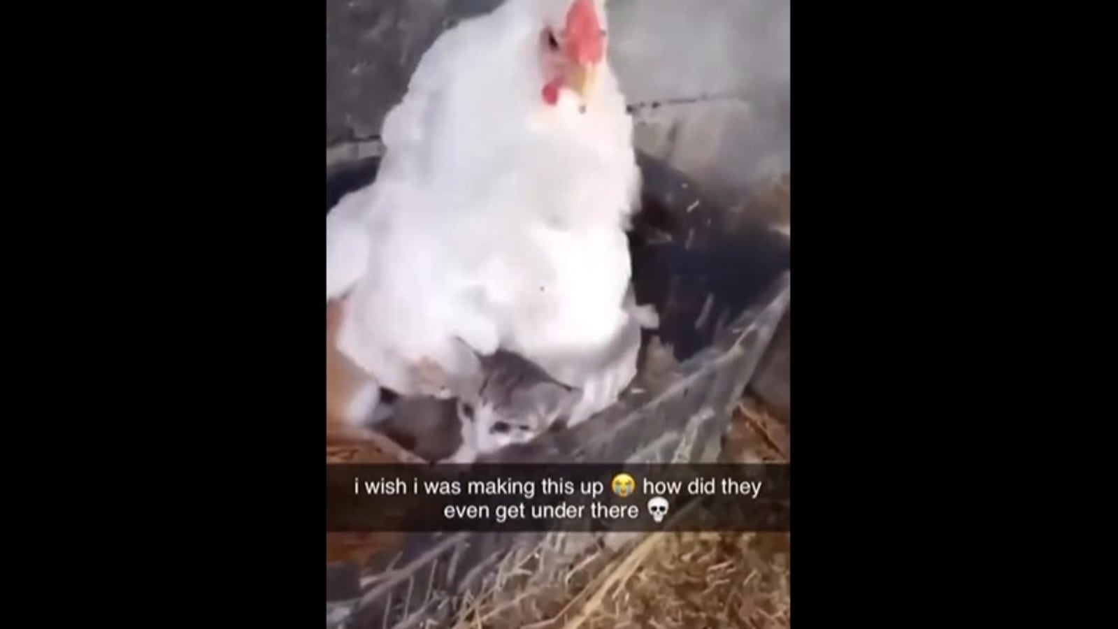 Hen sits brooding on kittens instead of chicks. Watch viral video ...