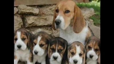 Ariel delivered five pups in quick succession. When the sixth arrived, we knew something was amiss. She knew instantly that the pup was stillborn and rushed out of the kennel, holding the baby in her mouth. (Representational photo)