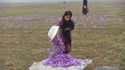 A girl collects saffron flowers after plucking them at a farm in Pampore. Saffron bloom in Kashmir has again raised the hopes of a good harvest for the second consecutive year. (Waseem Andrabi/ HT) A girl collects saffron flowers after plucking them at a farm in Pampore. Saffron bloom in Kashmir has again raised the hopes of a good harvest for the second consecutive year. (Waseem Andrabi/ HT)