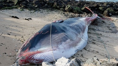 The whale would be pulled to an area where they could carry out an autopsy on Tuesday (Photo by BERNARD BARRON / AFP) (AFP)