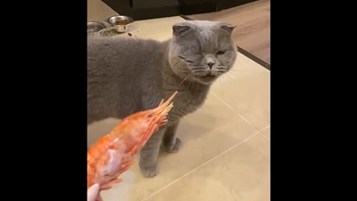Cat hates shrimp so much that it gags. (instagram/@my_cat_baron ) Cat hates shrimp so much that it gags. (instagram/@my_cat_baron )